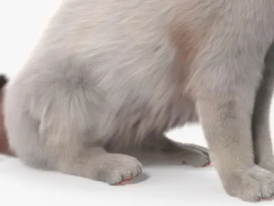  Ragdoll Cat Sitting Pose Fur 