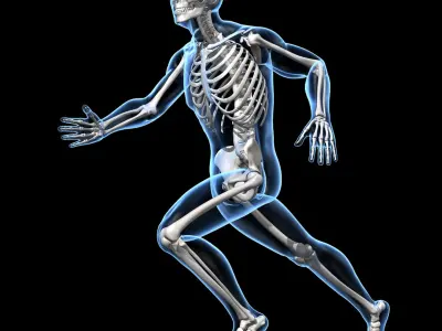  Human Skeleton - Rigged 