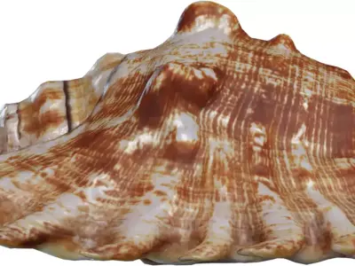 Spiky Conch Seashell Low-poly 3D model