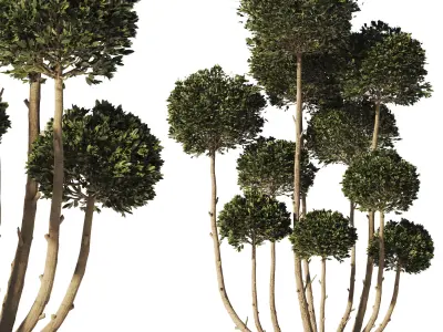 Garden Tree 02 3D model