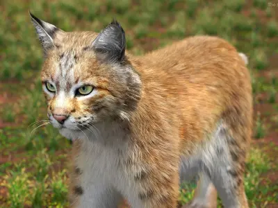  Lynx Mother and Cub Walking Fur 