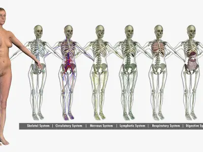 Ultimate Complete Female Body Anatomy 3DSmax 3D model