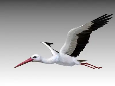  White stork 