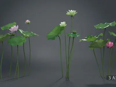  Lotus Collection vol07 