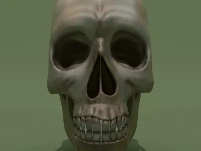 Skull human 3D model