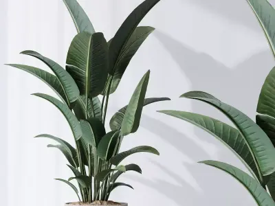 HQ Plants Bird Of ParadiseBird Vase 3D model