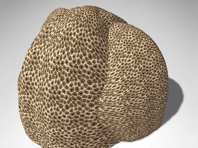 XfrogPlants Honeycomb Coral 3D model