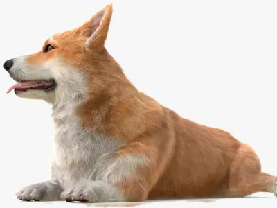  Pembroke Welsh Corgi Dog Lying Pose Fur for Maya 