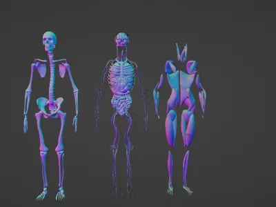 BODY ANATOMY 2023 3D model