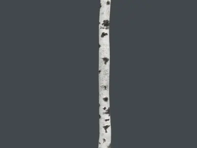 Birch Tree Trunk 3D model