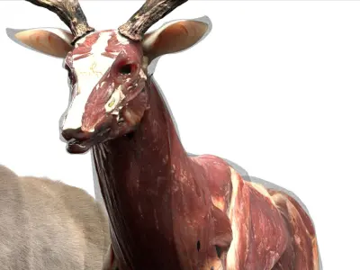  Deer Anatomy 3D 