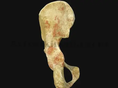 3D Pelvic Anatomy 3D model