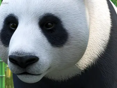 Giant Panda 