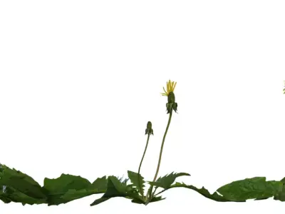 Realistic Dandelion Weed  Flower 3D Model Pack Low-poly 3D model