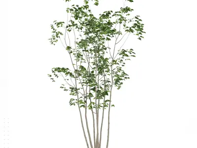 Japanese tree  Japanese Aodamo 3D model
