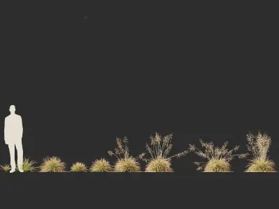 Deschampsia cespitosa Northern Lights - Tufted Hair Grass 01 3D model