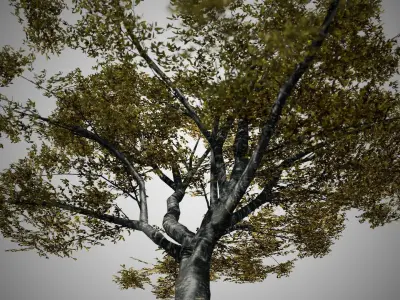 Cherry Fall Tree Low-poly 3D model