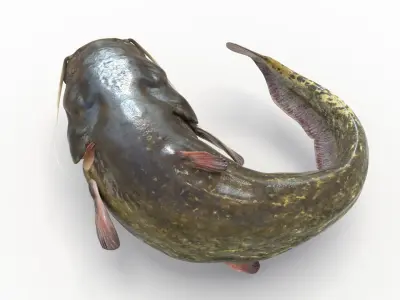  Catfish animated 