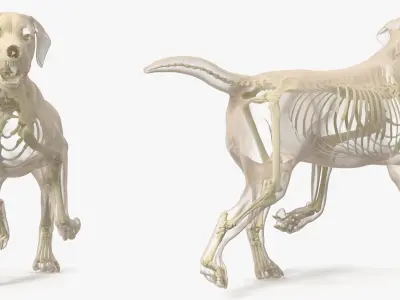  Dog Skeletal Anatomy with Translucent Shell Walking Pose 