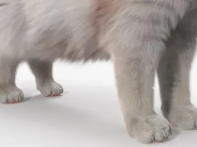  Ragdoll Cat Fur for Maya 