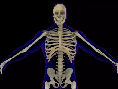 Full Male Skeleton X-Ray 3D model