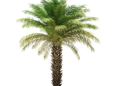 Date Palm Tree 3D Model 5m 3D model