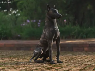  Dutch Shepherd Dog Sitting 