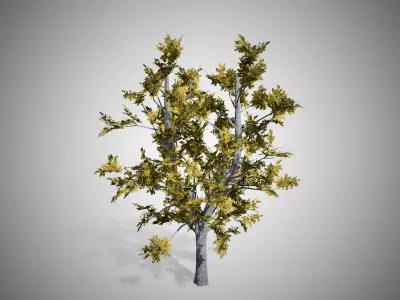 European Linden Fall Tree Low-poly 3D model