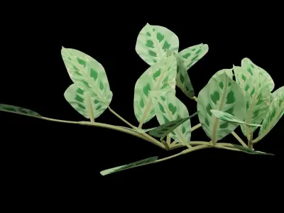 Maranta Prayer Plant Low-poly 3D model