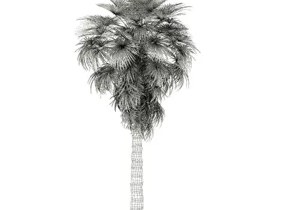 California Palm Tree 3D Model 7m 3D model