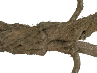 Old Lilac Tree 2 RAW 3DSCAN 1x 16384 1x 8192 Textures 3D model