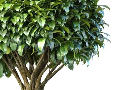 Decorative garden tree in a classic pot and flowerpot plant 3D model