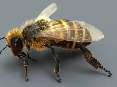  Honeybee (2) (ANIMATED) (FUR) 