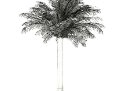 Silver Date Palm Tree 3D Model 5m 3D model