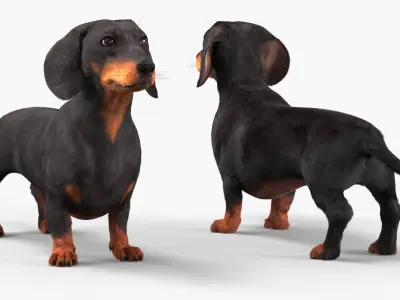  Standard Dachshund Breed Dog Alert Black Fur for Maya Rigged 