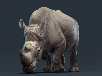  Rhino Animated 