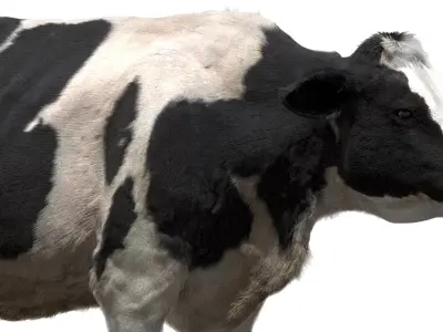  Dairy Cow (Rigged) 