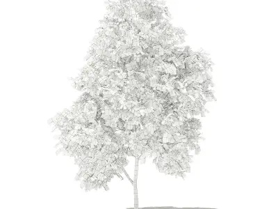 Grapefruit Tree 3D model