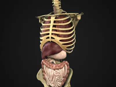 Human Skeleton Torso With Internal Organ Anatomy Rigged 3D model