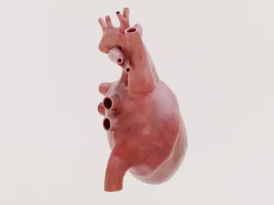  Human Heart 