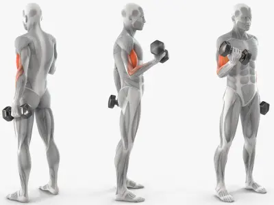  Anatomy Male Muscular System Biceps Curls 