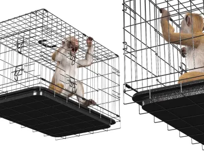  Aggression Brown Macaque Isolated in Cage Fur for Maya 