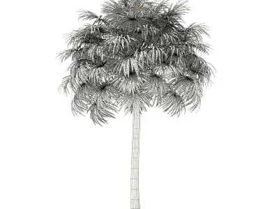 Thatch Palm Tree 3D Model 10m 3D model