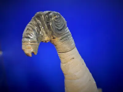 Thala siren - Sea cow 3D print model