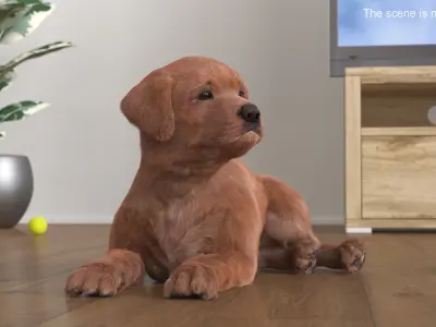  Brown Labrador Retriever Puppy Lying Down Fur for Maya 
