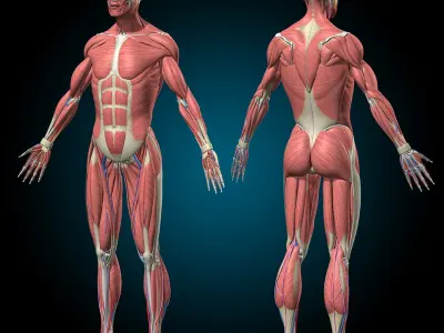  Ultimate Human Anatomy - Rigged 