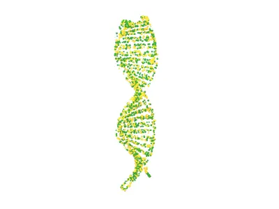 DNA Molecule v4 007 3D model