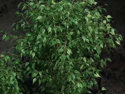 Plants collection 19 Ficus benjamina 3D model