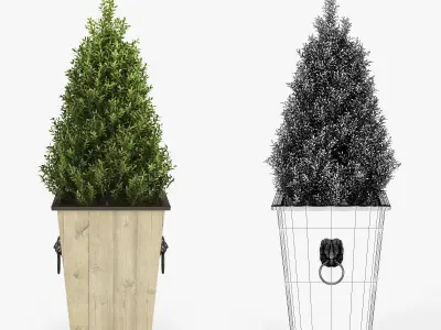 BOXWOOD TOPIARY 3D model