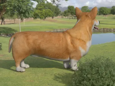  Dog Welsh Corgi Pembroke Rigged for Maya 